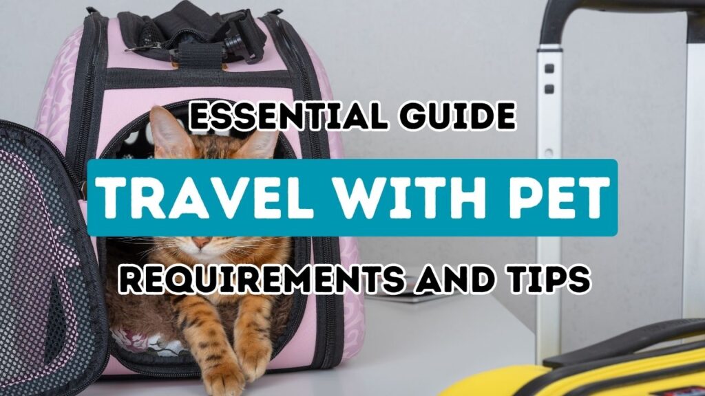 Ultimate Manual for a Pet-Inclusive Turkish Adventure: Necessities and Recommendations